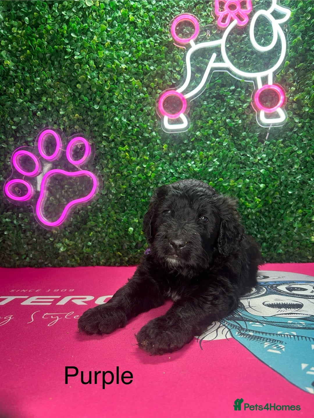 Saint Bernard dogs for sale: F1 St Berdoodle  - Image 24