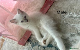Ragdoll cats for sale: Male Ragdoll Kittens Available - Image 4