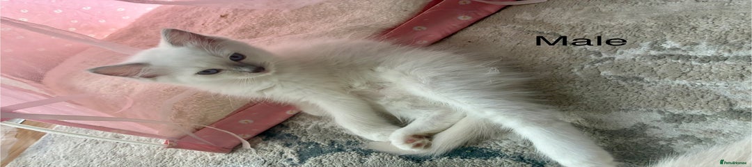 Ragdoll Kitten 1