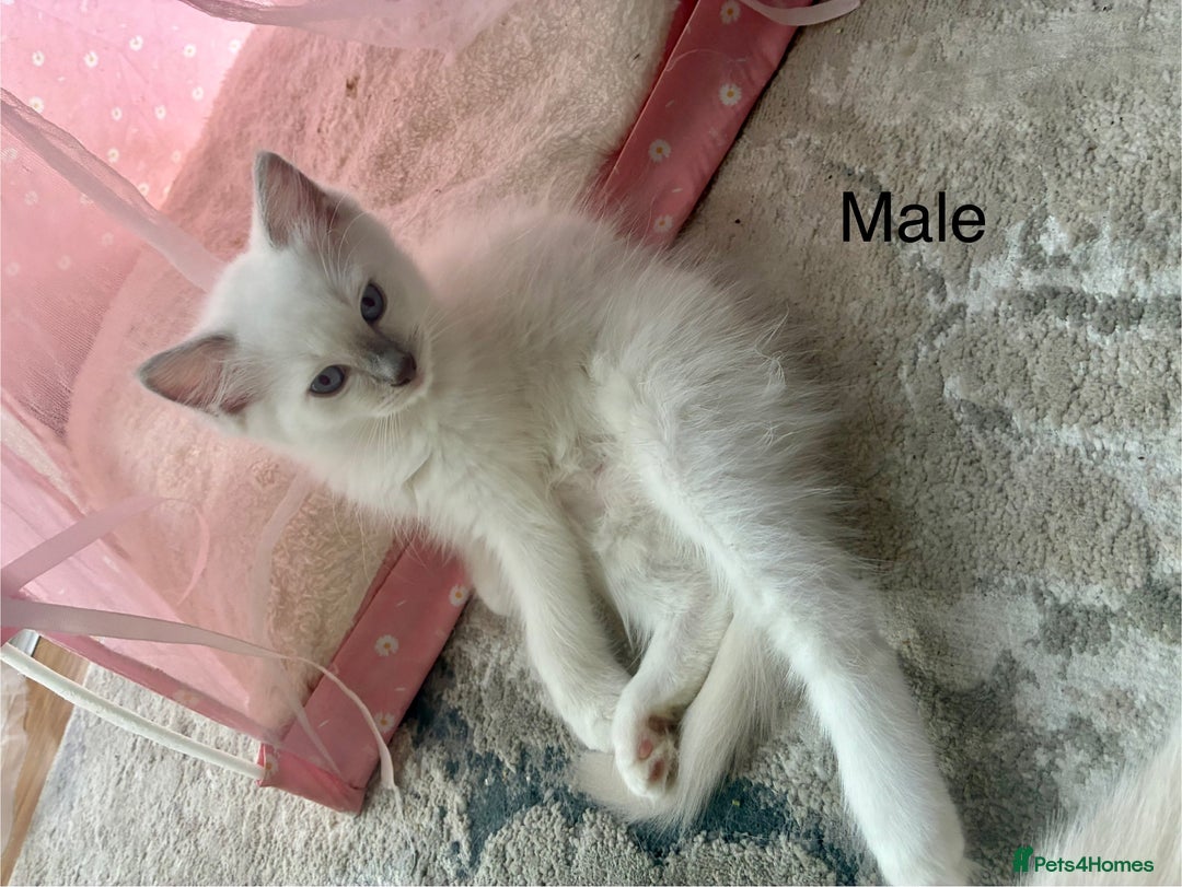 Ragdoll cats for sale: Male Ragdoll Kittens Available - Image 4