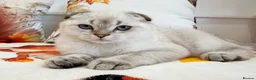 Scottish Fold cats for sale: 💙🐾 **Gorgeous Scottish Fold Boy ** - Advert 11