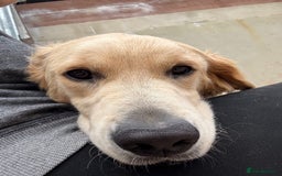 Golden Retriever dogs for sale: Two stunning boys, excellent heslth test results!  - Image 7