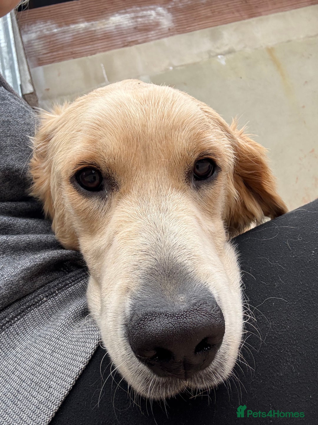 Golden Retriever dogs for sale: Two stunning boys, excellent heslth test results!  - Image 7