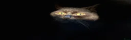 British Shorthair cats for sale: Black/brown British shorthair  in Sutton Coldfield - Advert 6