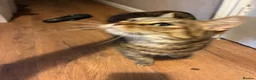 Mixed Breed cats for sale: 8 year old tabby female - Advert 2