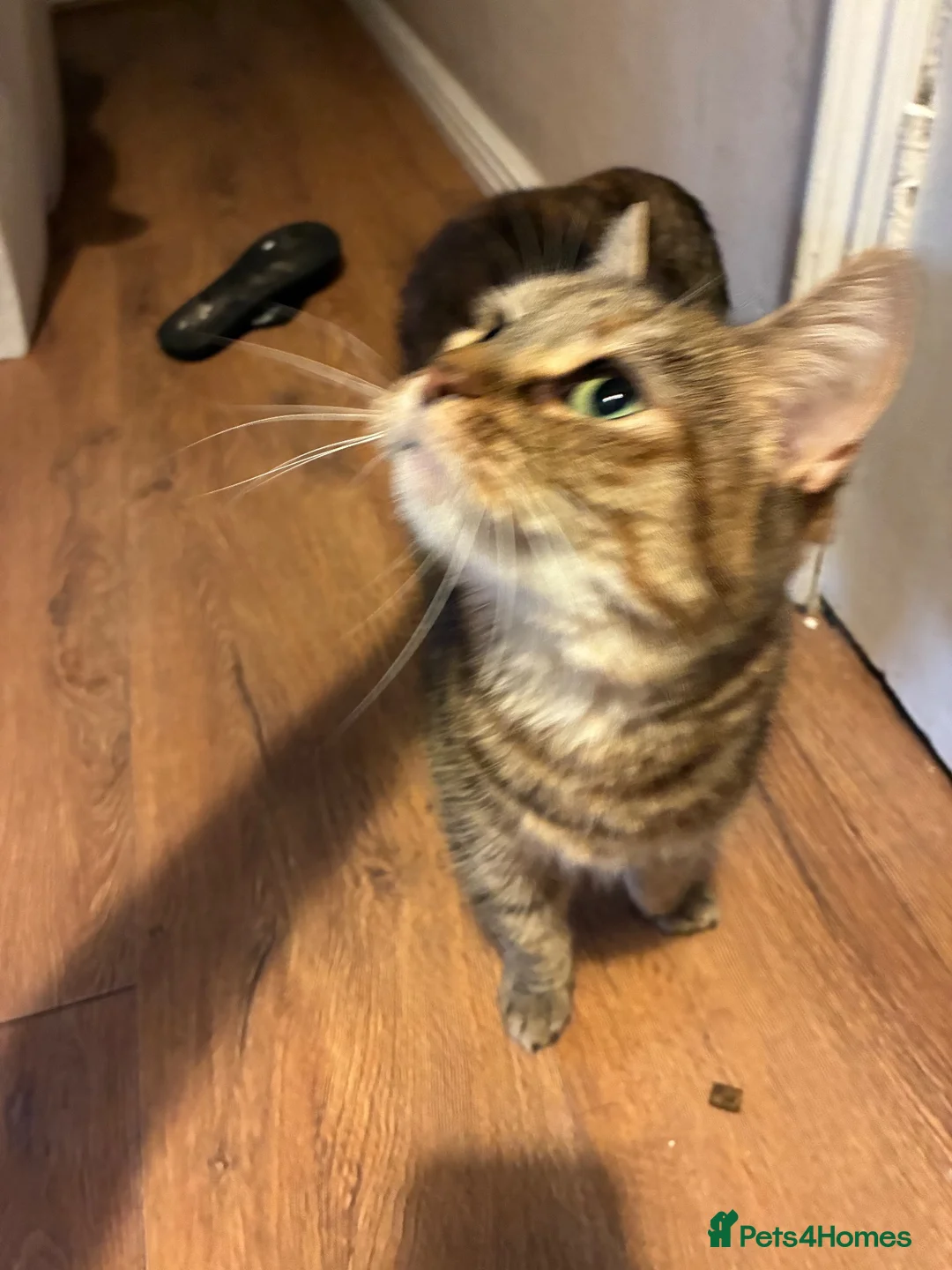 Mixed Breed cats for sale: 8 year old tabby female - Advert 2