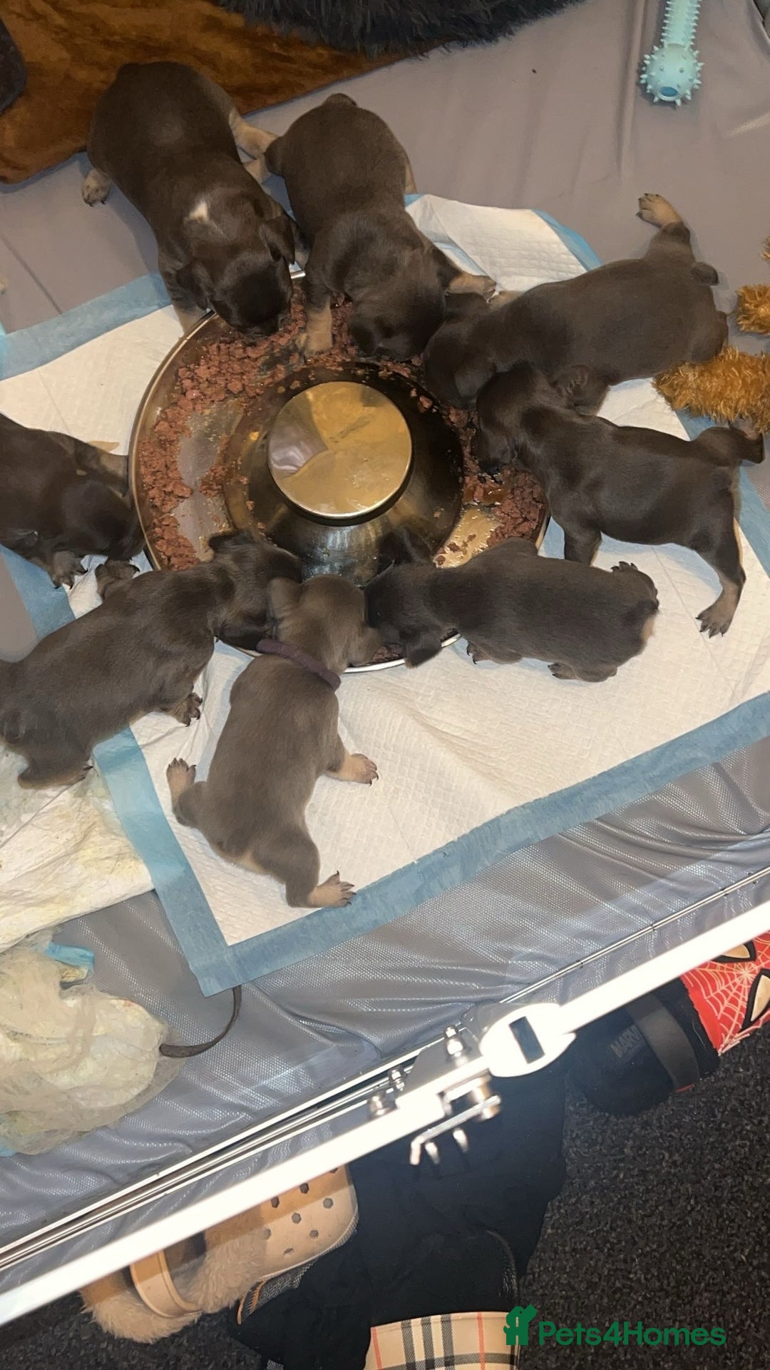 French Bulldog dogs for sale: 4 males and 1 female full French bulldogs  - Image 1