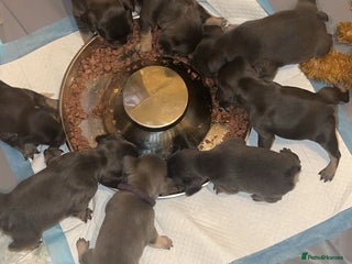 French Bulldog dogs - Advert 36