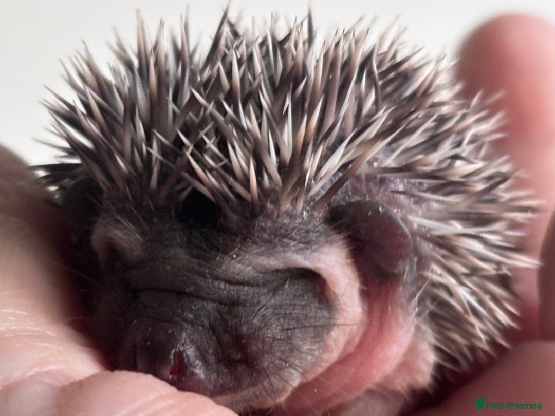 Pygmy Hedgehog rodents for sale: Girls Boys Ethically Bred African Pygmy Hedgehogs - Advert 3