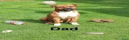 American Bull Staffy dogs for sale: Beautiful puppies for sale  in Coventry - Advert 2