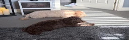 Cockapoo dogs for sale: 5* cockapoo puppies  - Advert 14