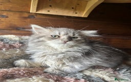 Ragdoll cats for sale: Ragdoll x longhair female kitten  - Image 1