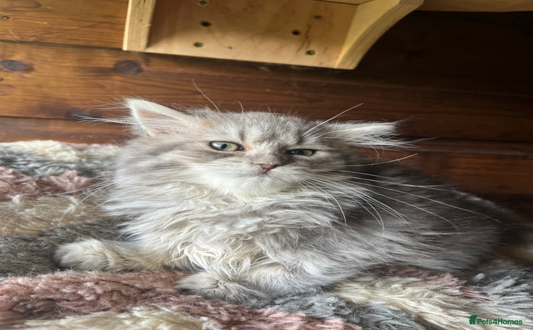 Ragdoll cats - Advert 5