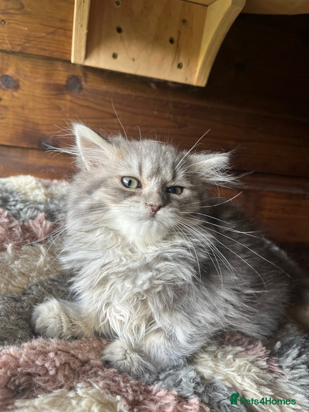 Ragdoll cats for sale: Ragdoll x longhair female kitten  - Image 1