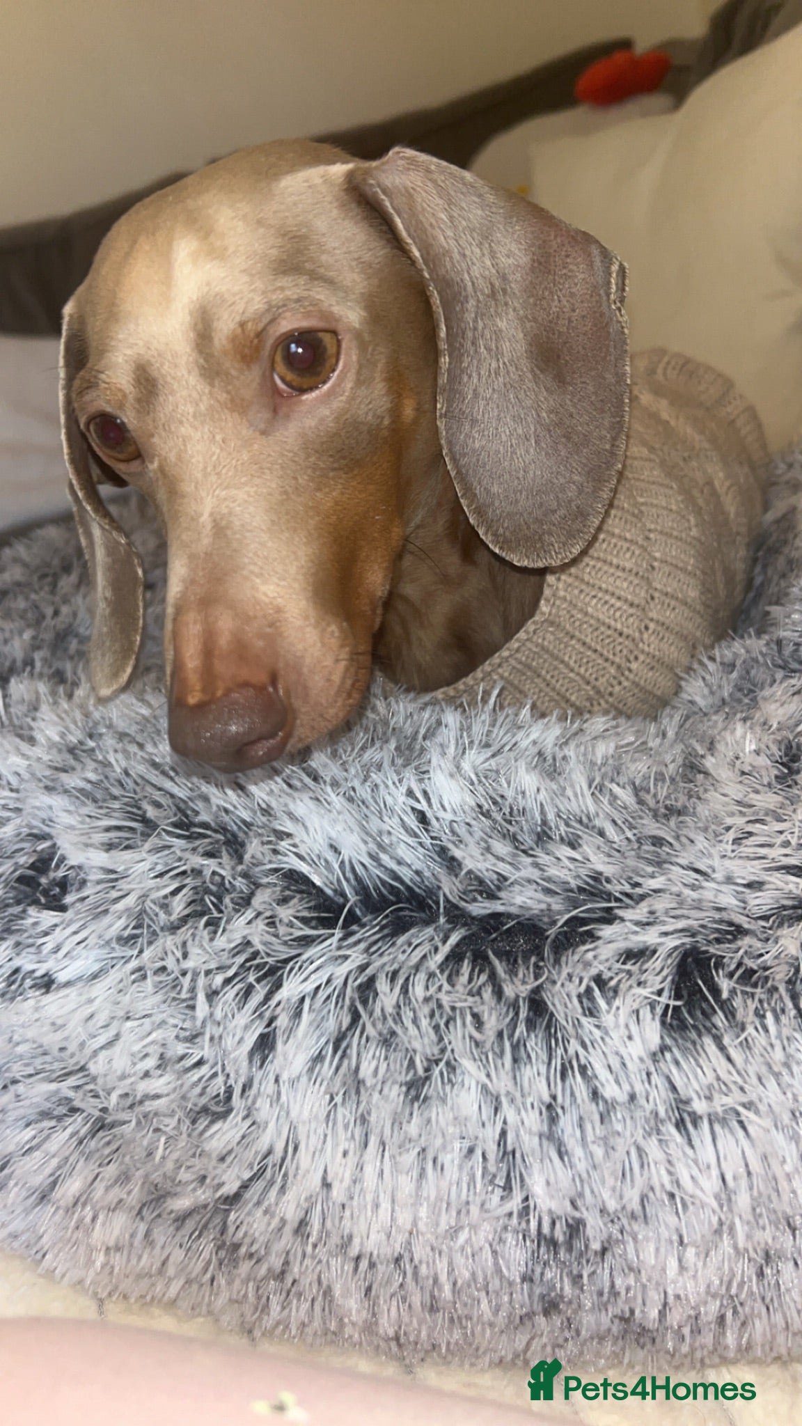 Dachshund dogs Teddy 4 years old  - Advert 1
