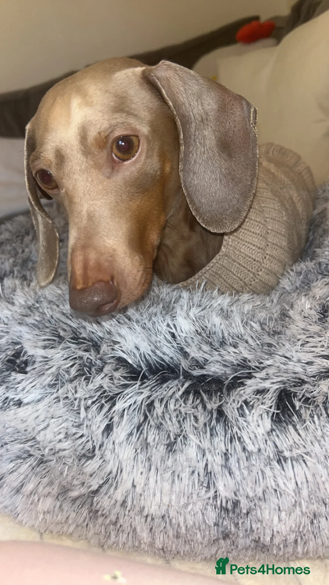 Dachshund dogs for sale: Teddy 4 years old  in Barry - Advert 1