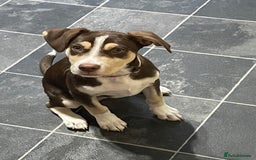 Mixed Breed dogs for sale: CeCe  - Image 5