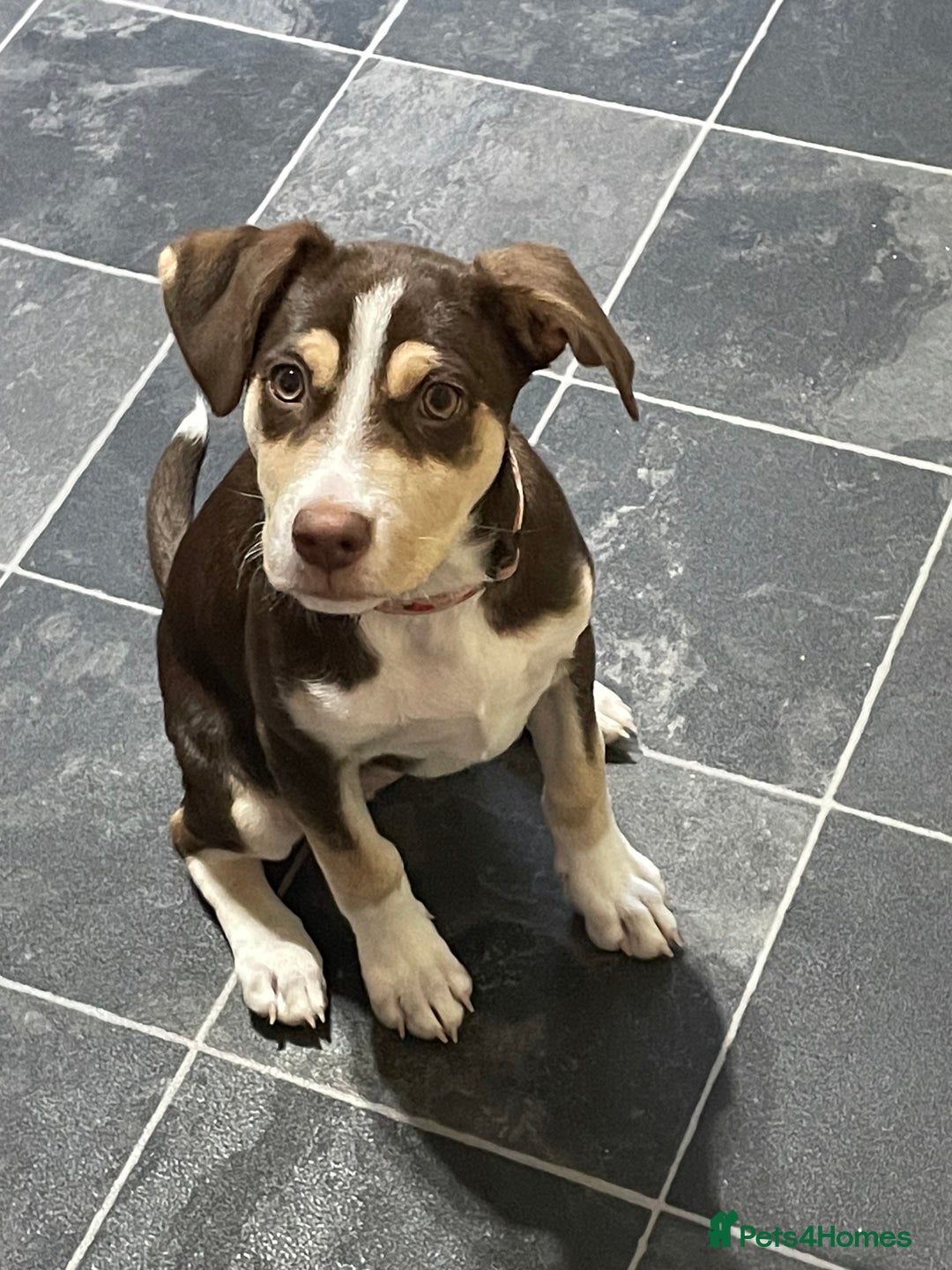 Mixed Breed dogs for sale: CeCe  - Image 5