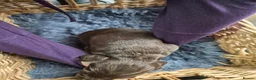 Cocker Spaniel dogs for sale: Beautiful Cocker spaniels pups  - Advert 4