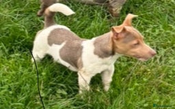 Jack Russell dogs for sale: Beautiful Blue tri miniature jack russells  - Image 13
