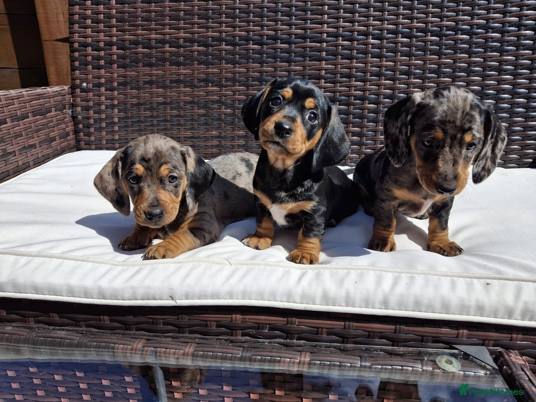 Dachshund dogs for sale: Dachshund puppies 🐶  - Image 2