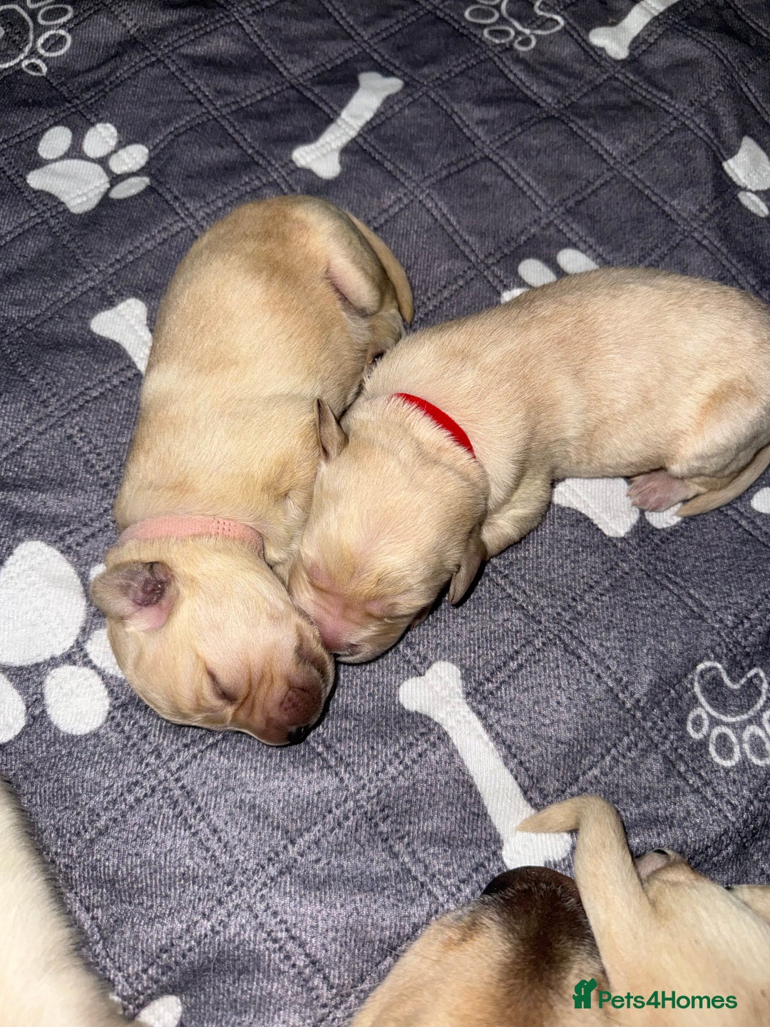Goldador dogs for sale: 8 beautiful golden retriever x red lab puppies  - Advert 14