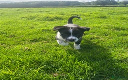 Border Collie dogs for sale: 6 border collie puppies  - Image 12