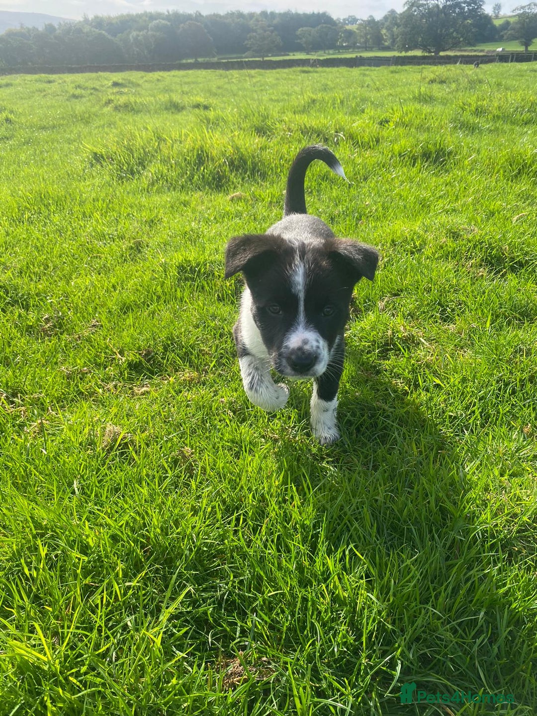 Border Collie dogs for sale: 6 border collie puppies  - Image 12