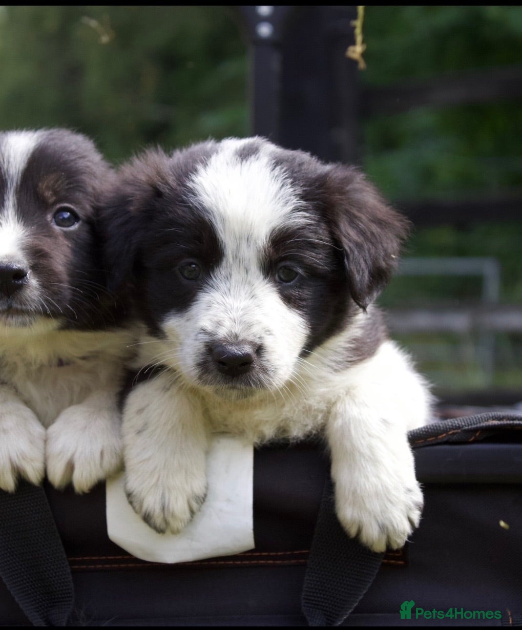 Border Collie dogs Beautiful Border Collie pups.  - Advert 2