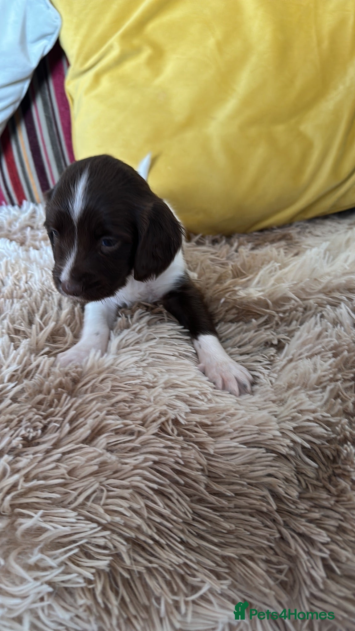 English Springer Spaniel dogs Adorable Kennel club registered ESS puppies  - Advert 2