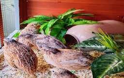 Quail poultry for sale: Quail for sale - Image 3
