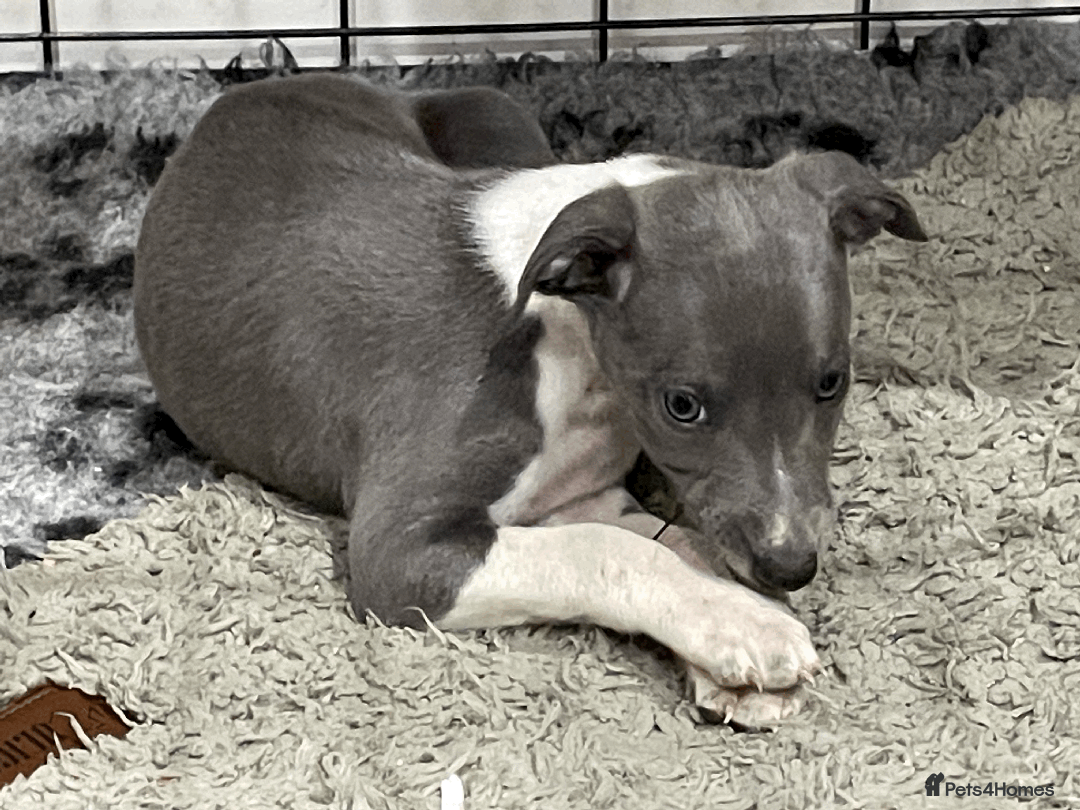 Whippet dogs for sale: Whippet puppies Northamptonshire - Image 10