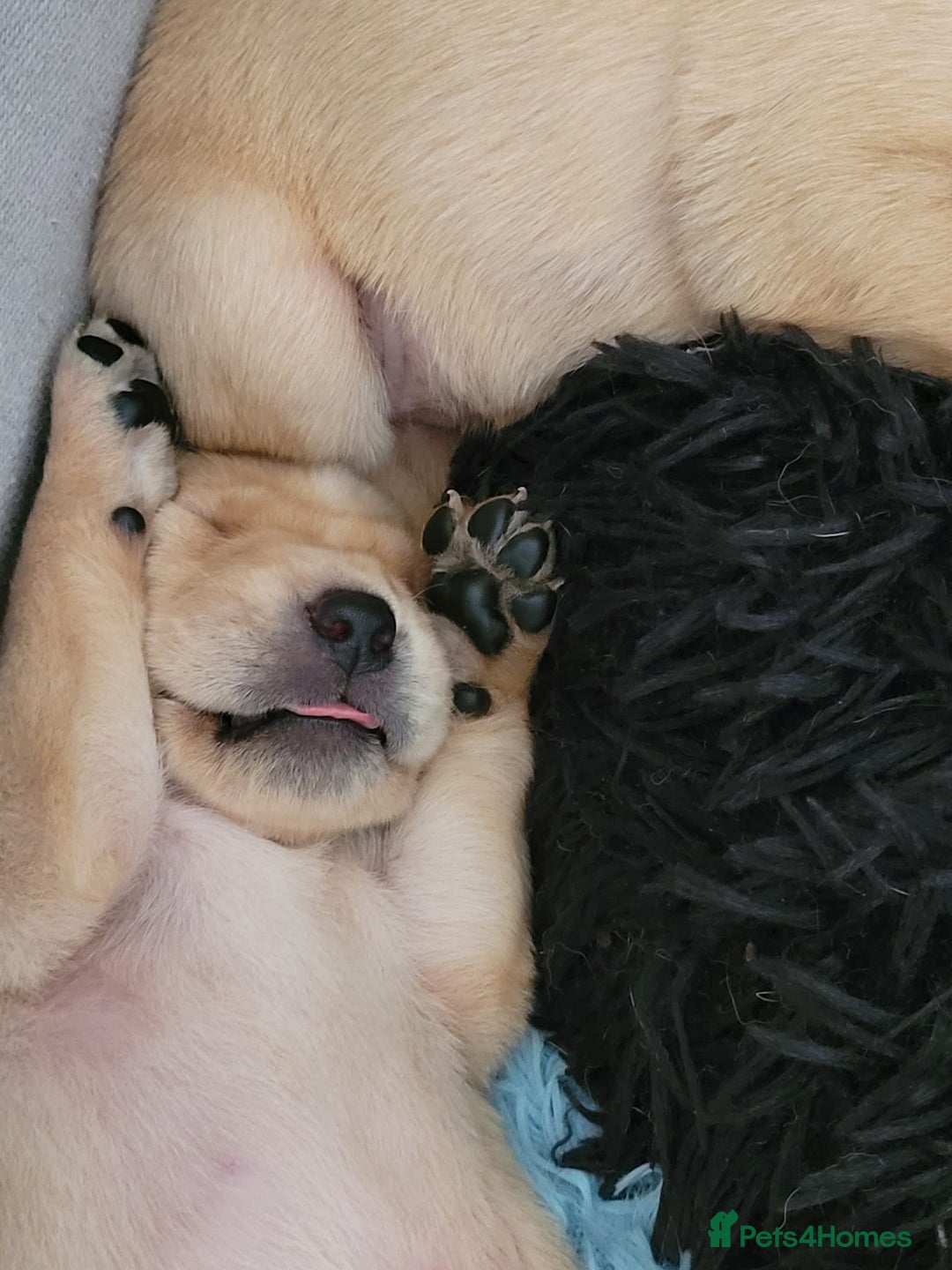 Labrador Retriever dogs for sale: 7 beautiful red fox Labrador puppies for sale.  - Image 5