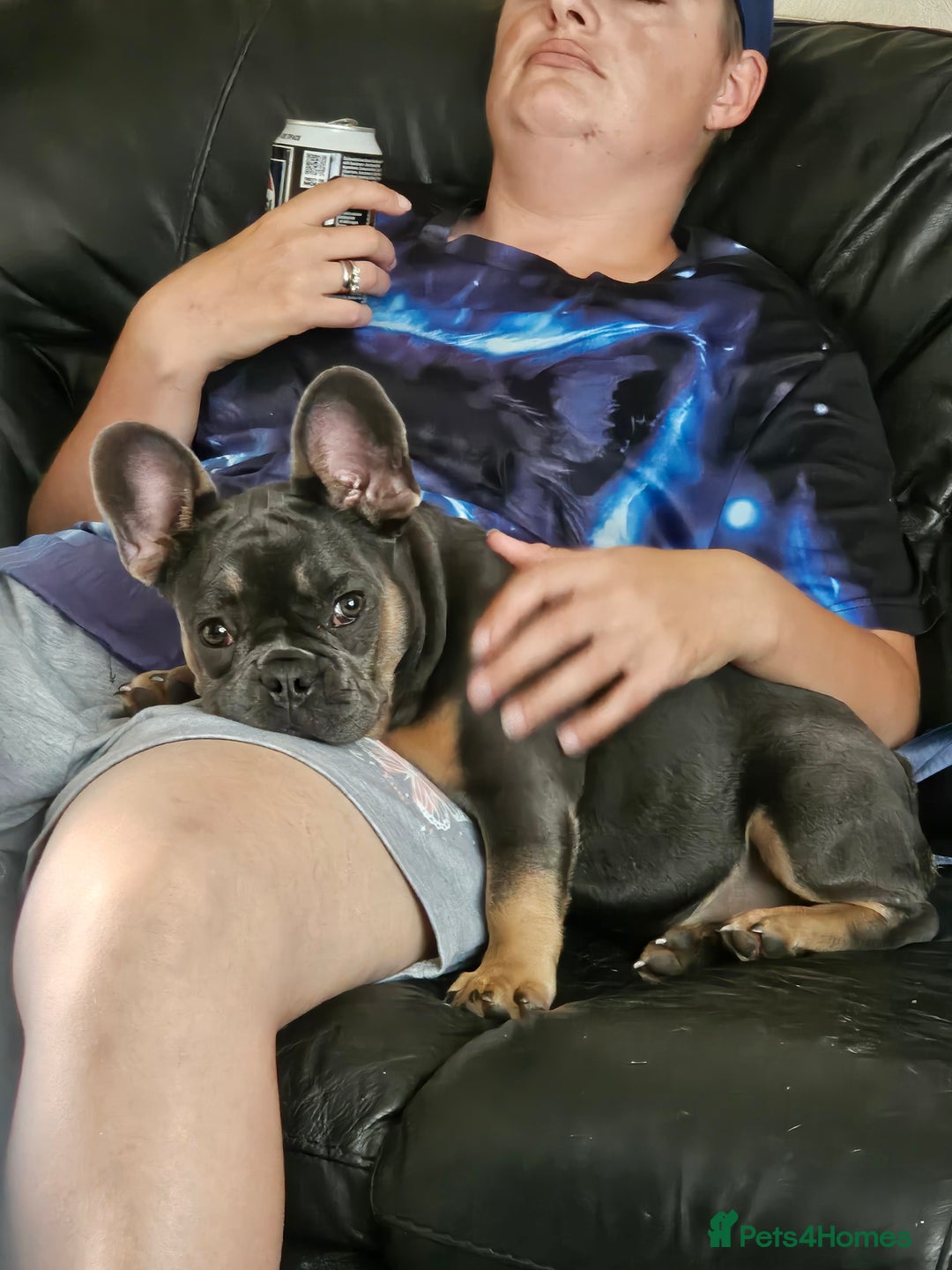 French Bulldog dogs for sale: Two female french bulldogs for sale - Image 7
