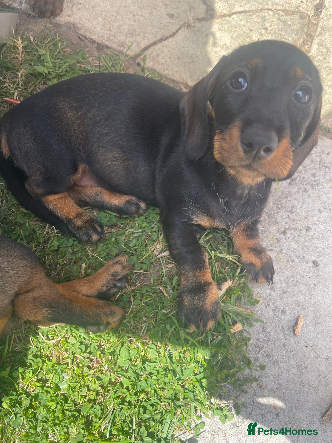 Dachshund dogs for sale: KC standard wire haired dachshund puppies (teckel) in Tiverton - Image 17