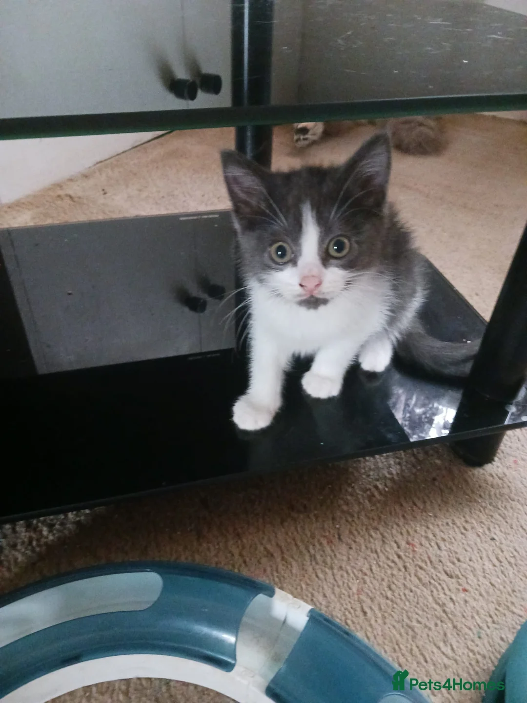 Ragdoll cats for sale: CUTE RARE BLUE COLOUR RAGDOLL KITTENS  - Advert 15