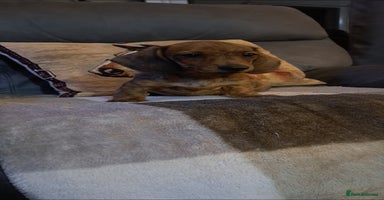 Miniature Dachshund dogs - Advert 15