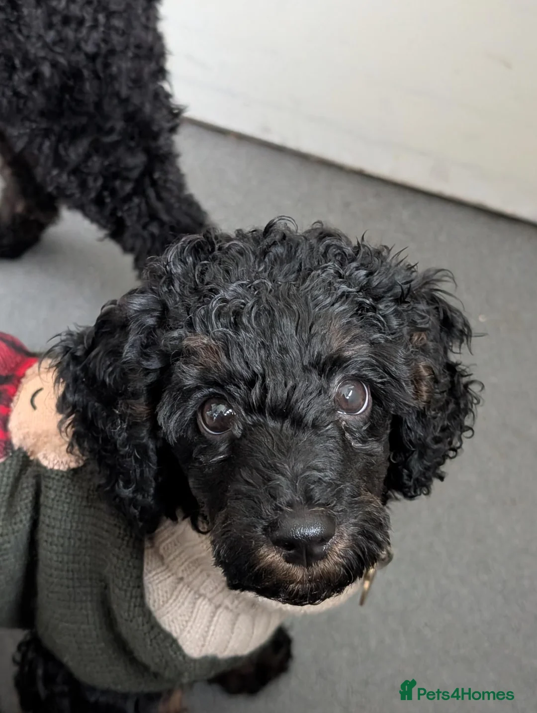 Miniature Poodle dogs for sale: Miniature KC poodles  - Advert 1