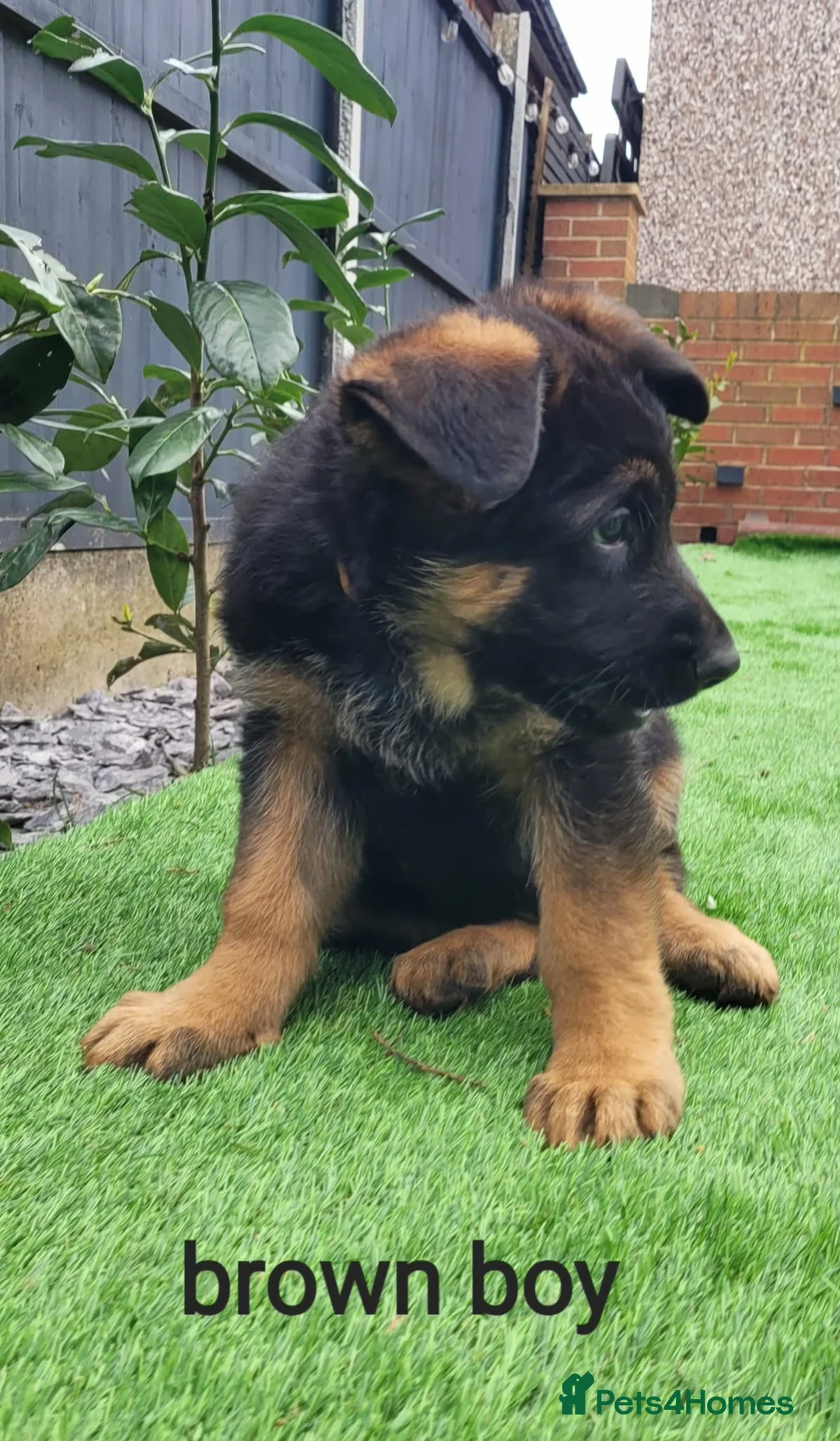 German Shepherd dogs for sale: 4 generation German shepard (shorthair) - Advert 1