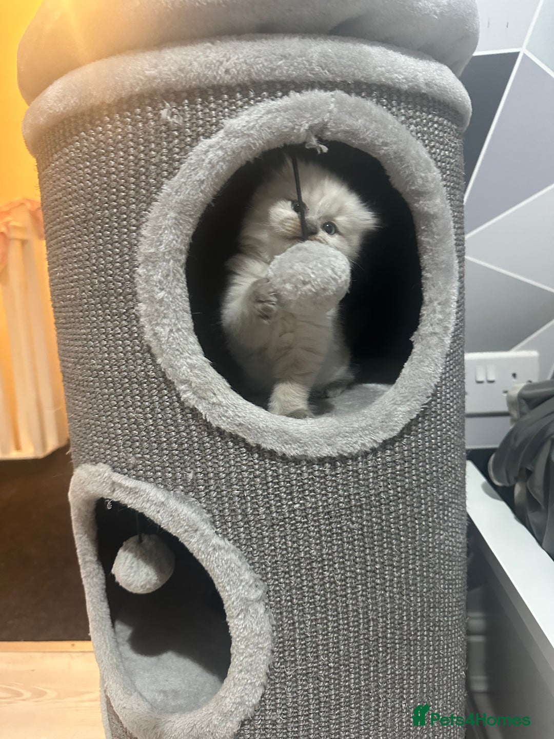 Scottish Fold cats for sale: Adorable playful scottish fold kittens  - Image 32