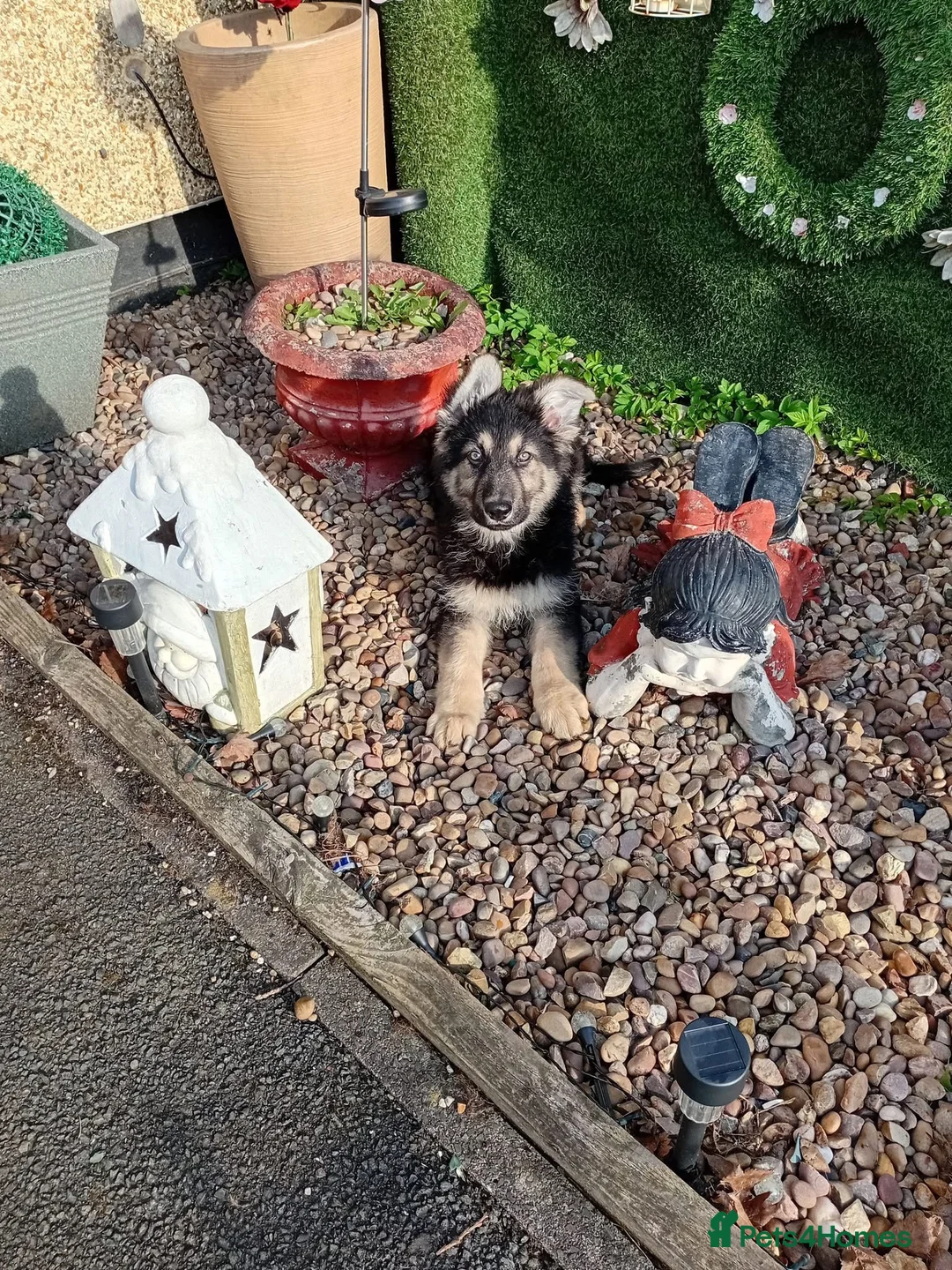 German Shepherd dogs for sale: 5 beautiful big boned pups  - Advert 2