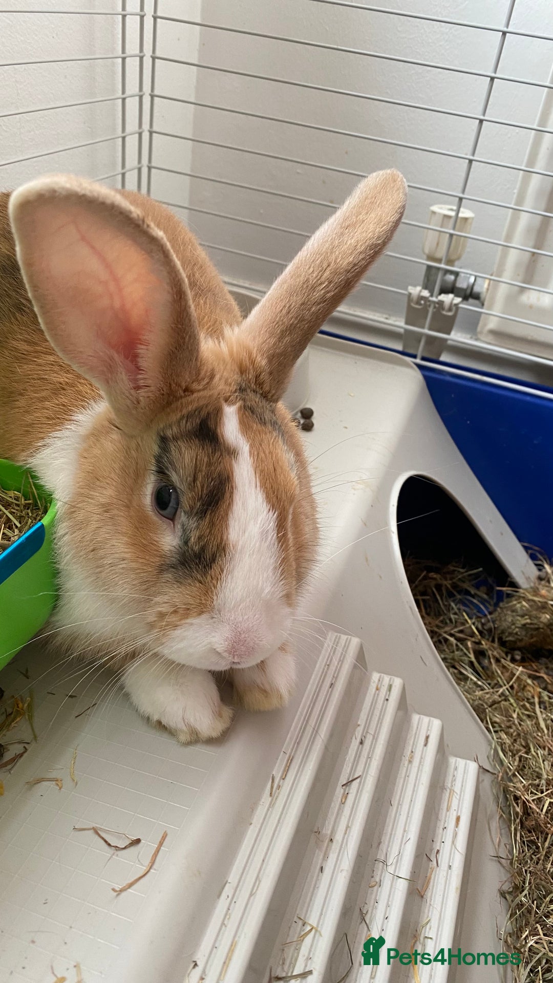 English Lop rabbits for sale: English lop for sale in Egham - Advert 2