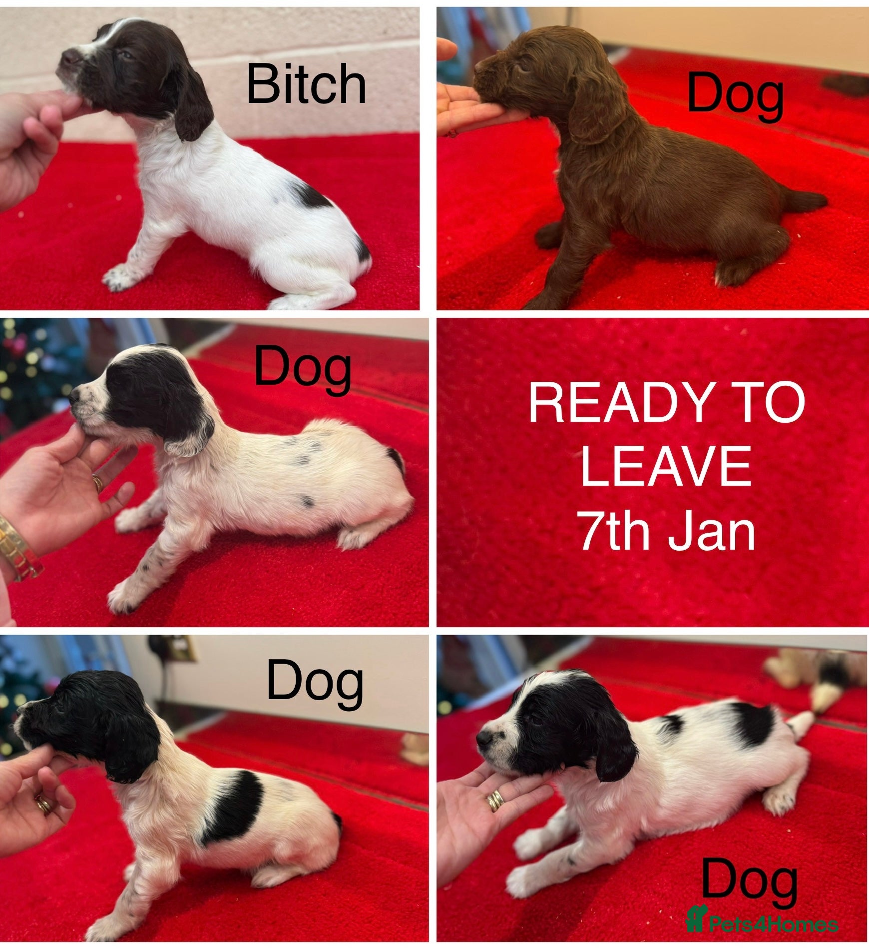 English Springer Spaniel dogs Working springer spaniels 2 bitches 4 dogs  - Advert 15