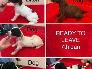 English Springer Spaniel dogs Working springer spaniels 2 bitches 4 dogs - Advert 15