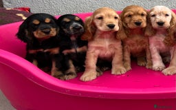 Cocker Spaniel dogs for sale: KC Health tested show type cocker spaniel puppies - Image 15