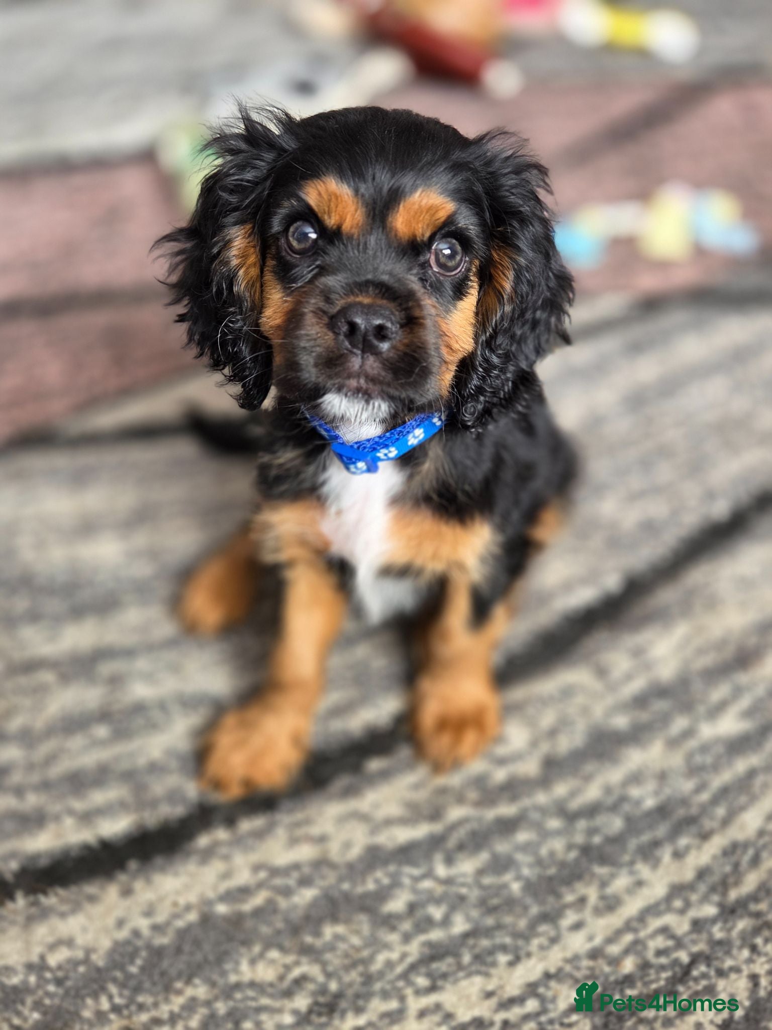 Cavalier King Charles Spaniel dogs Beautiful cavalier king charles puppies  - Advert 4
