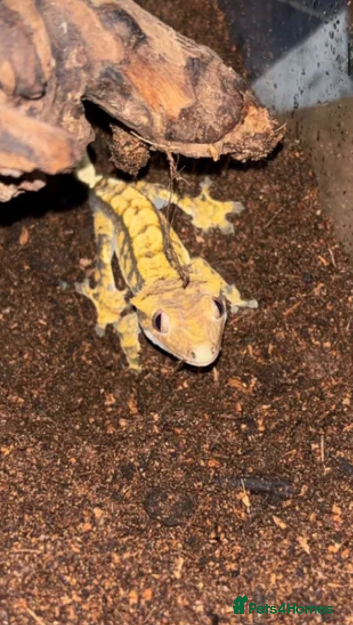 Gecko reptiles Crested gecko  - Advert 1