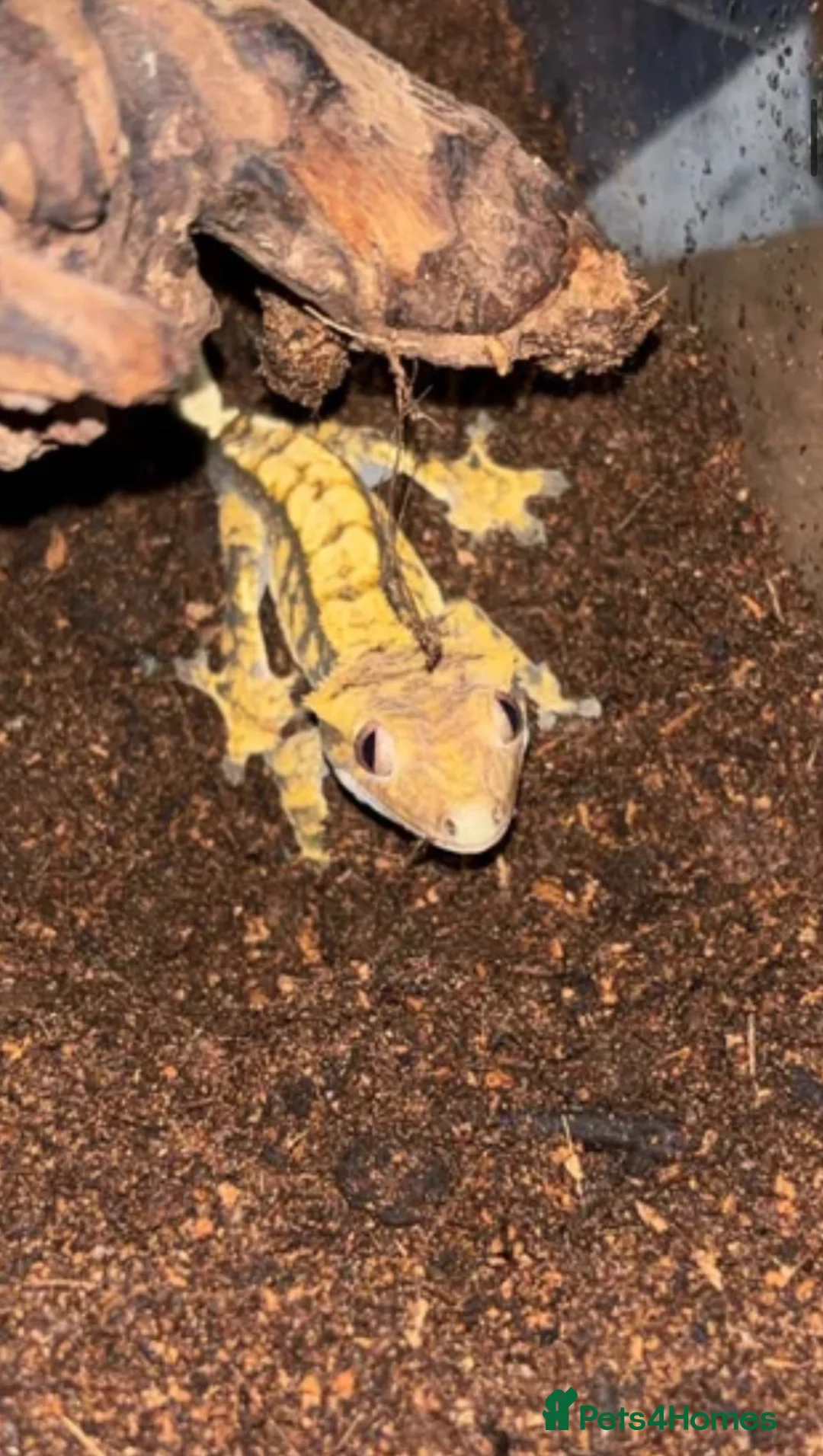 Gecko reptiles for sale: Crested gecko  - Advert 1