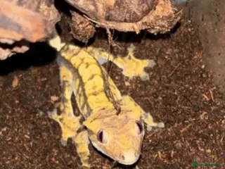 Gecko reptiles Crested gecko - Advert 1