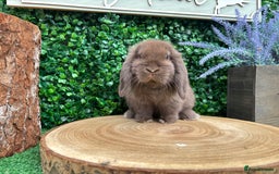 Mini Lop rabbits for sale: Mini lop babies 🌟 in Hartlepool - Image 12